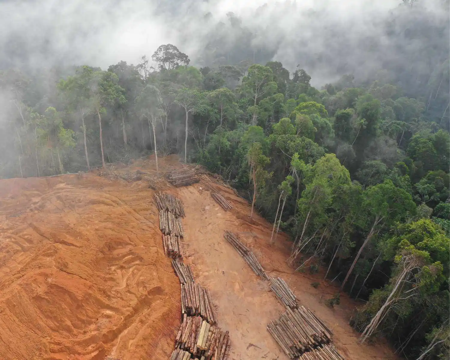 Gerodeter Regenwald – die EUDR soll die weltweite Entwaldung eindämmen