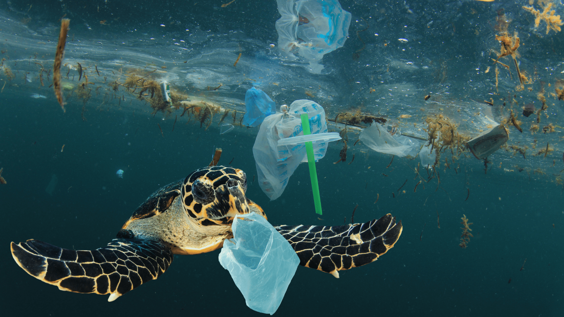 Meeresschildkröte, die durch Plastikmüll schwimmt: Mit der neuen EU-Richtlinie gegen Greenwashing sollen solche Bilder seltener werden