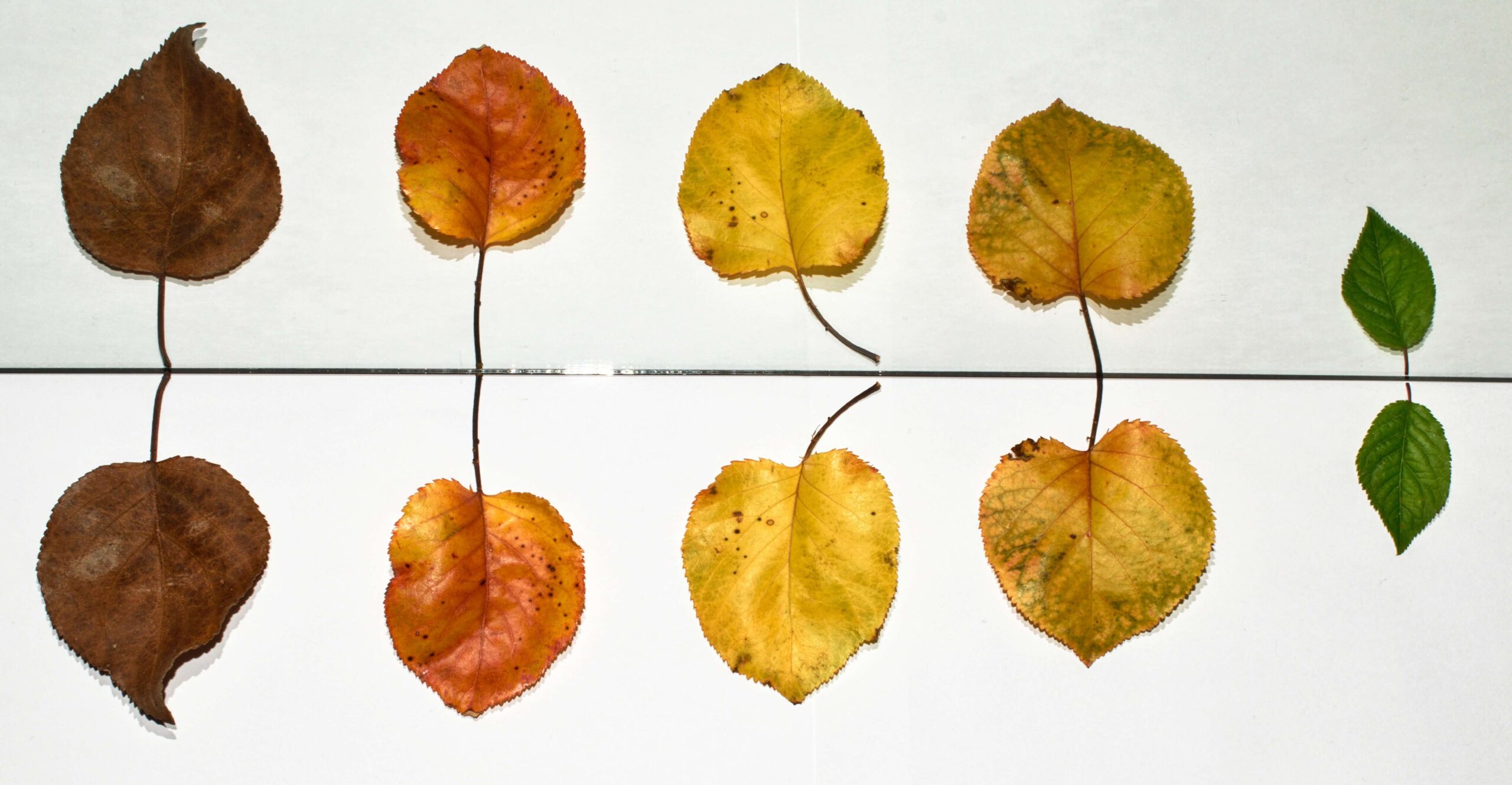 Gespiegelte Blätter – Symbolbild für die doppelte Wesentlichkeit