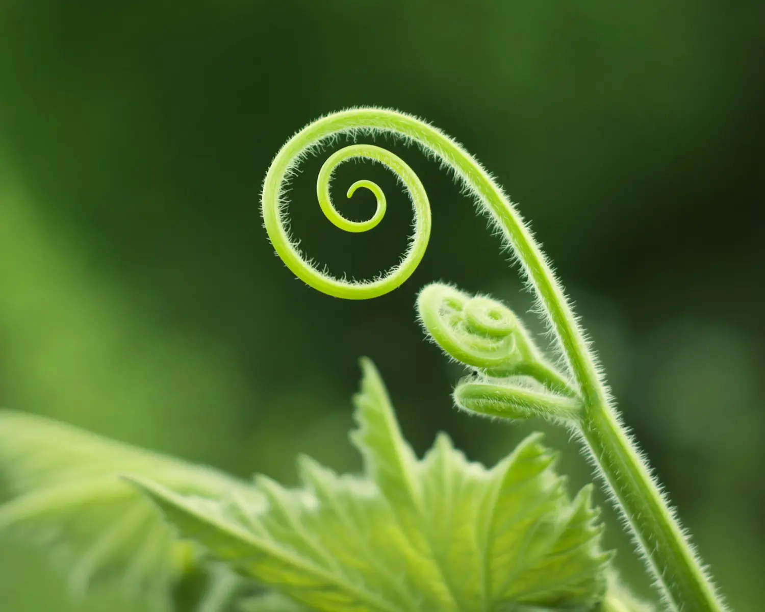 Foto eines Pflanzensprosses, der sich spiralenförmig entrollt