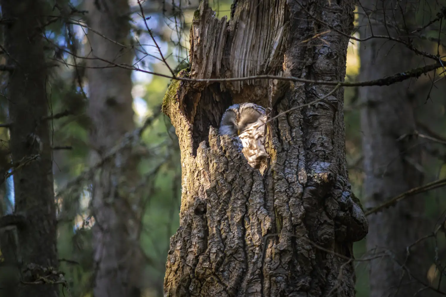 Schlafender Kauz in einem abgestorbenen Baum. Symbolbild für die EUDR