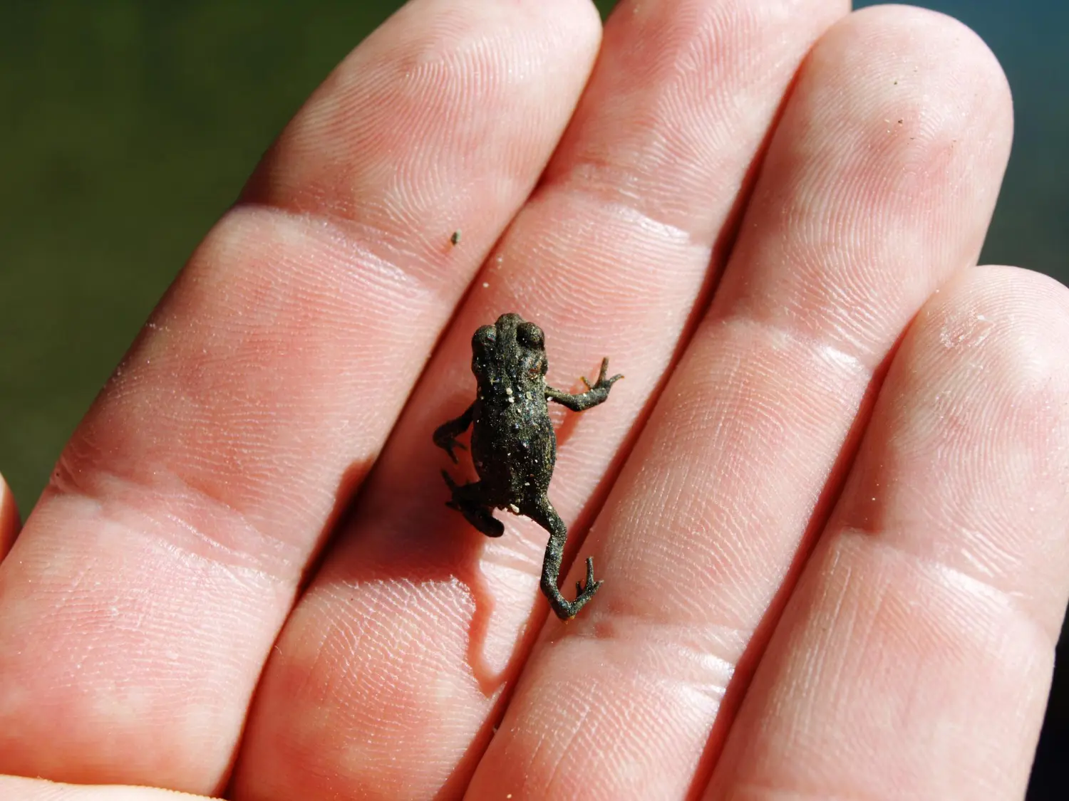 Krötenbaby auf einem Finger – Symbolbild für die Verantwortung, die ESG bedeutet