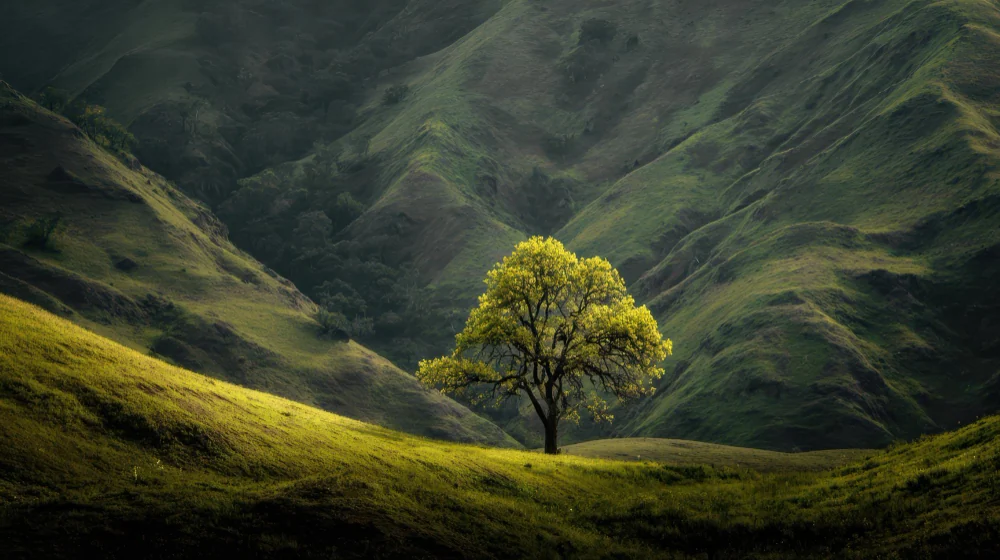 Symbolbild zum Thema LCA Software: einzelner Baum in einer weiten Hügellandschaft, sinnbildlich für die Umweltwirkungen entlang des Produktlebenswegs.